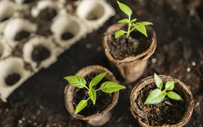 La Germination