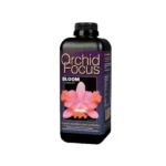 orchid focus bloom