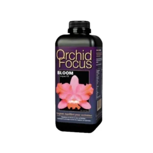 orchid focus bloom